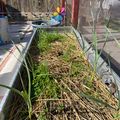 A raised garden bed with straw mulch and green plants growing, surrounded by concrete blocks in a backyard setting with a wooden fence and colorful pinwheel decoration visible in the background.