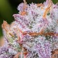 Close-up macro photograph of a cannabis flower bud covered in crystalline trichomes with orange pistils and purple-tinted leaves