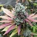 Cannabis plants with purple and green leaves growing in an outdoor garden setting