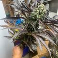 A person holding a plant with dark purple and green serrated leaves in what appears to be an indoor growing facility