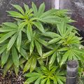Young cannabis plants growing in a container with irrigation system