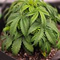 Young cannabis plant growing in a black pot with soil