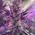Indoor plants growing under purple LED grow lights in a cultivation tent