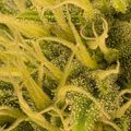 Close-up underwater view of green aquatic plants with branching stems and small bubble-like structures covering the surface