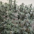 Dense green plants with serrated leaves growing in an indoor cultivation setup