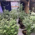 Indoor growing setup with plants under artificial lighting in containers