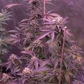 Cannabis plants growing indoors under purple grow lights with support stakes