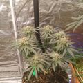 Indoor plants growing in pots under artificial lighting in a controlled environment setup