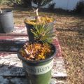 Two potted plants with spiky green leaves growing in containers on a wooden deck, with a yard and fence visible in the background