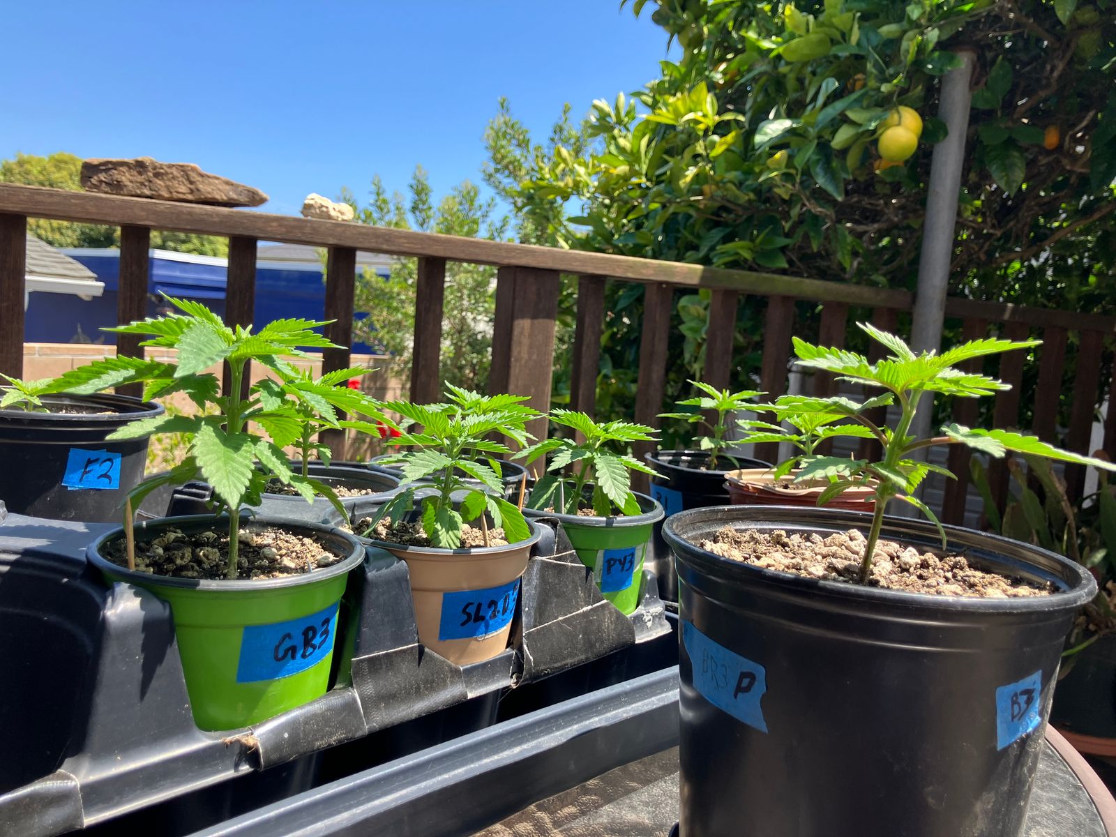 Young plants growing in labeled pots arranged on outdoor shelving under blue sky with citrus tree visible in background