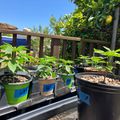 Young plants growing in labeled pots arranged on outdoor shelving under blue sky with citrus tree visible in background