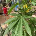 Cannabis plant growing in garden with support cage
