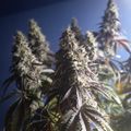 Cannabis plants with flowering buds growing outdoors against a blue sky