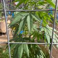 I can see a plant with distinctive serrated leaves growing in what appears to be a greenhouse or controlled growing environment with metal framework. However, I cannot identify the specific type of plant from the image alone.