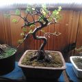 A small bonsai tree with a curved trunk and green leaves growing in a rectangular pot, placed on a blue surface with other potted plants nearby and a wooden fence in the background