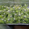 Indoor plants growing under protective netting in a controlled environment