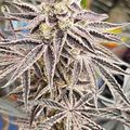 A mature cannabis plant with purple-tinged leaves and dense flower buds covered in white trichomes