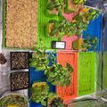 A colorful container garden setup with various plants growing in bright green, blue, pink and orange plastic crates, covered with straw mulch and protective netting in what appears to be a greenhouse or covered growing area.