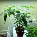 Indoor plant growing setup with seedlings under artificial lighting