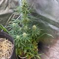 A potted plant growing in a container under what appears to be a protective covering or greenhouse structure.