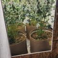 Indoor growing setup with plants in containers under artificial lighting