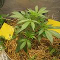 A young plant with serrated leaves growing in a container with yellow mulch or straw covering the soil
