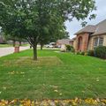 Suburban front yard with green lawn, large tree, and brick houses in residential neighborhood