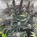 Indoor plants growing under artificial lighting in a controlled environment