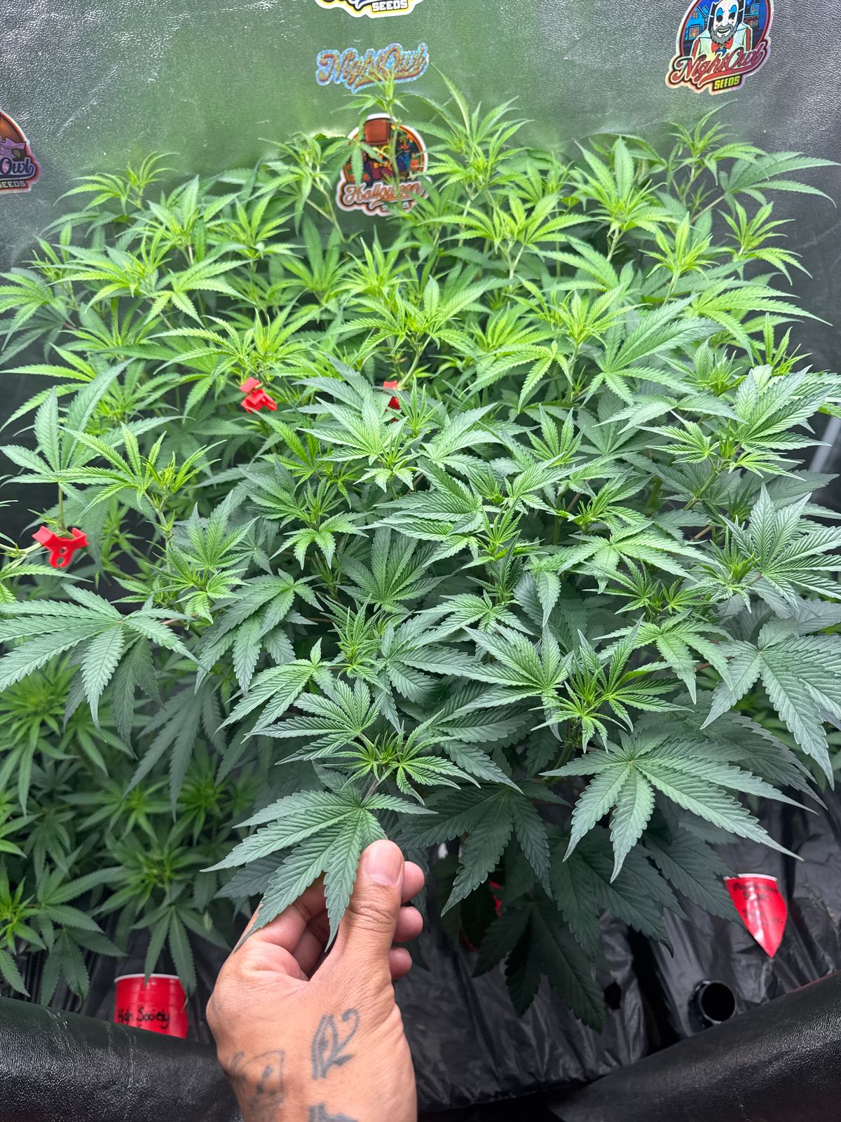 Indoor garden with green leafy plants growing in black containers with a person's hand visible for scale