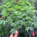 Indoor garden with green leafy plants growing in black containers with a person's hand visible for scale