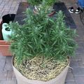 A potted plant with green foliage growing in a container with straw mulch on a brick patio