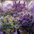Indoor grow tent with plants under purple LED lighting