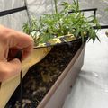 Person tending to small green plants growing in a rectangular planter box indoors