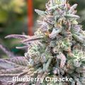 A close-up photograph of a mature cannabis plant with dense, frosty buds covered in white trichomes and purple-tinted leaves, labeled as Blueberry Cupcake strain on day 42 of flowering.