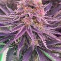 Purple cannabis plant with flowering buds and serrated leaves