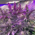 Indoor plants growing under purple LED grow lights in a cultivation facility