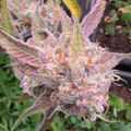 Cannabis plant with dense, colorful buds covered in trichomes showing purple, orange and green hues