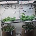 Indoor growing setup with plants under LED lights in fabric pots