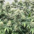 Cannabis plants growing in an indoor cultivation facility