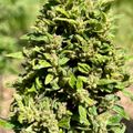 A tall green leafy plant with serrated leaves growing outdoors in natural lighting