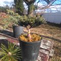 Potted palm plants on wooden deck in backyard garden setting with large tree and fence in background