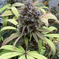 Cannabis plant with purple-tinted buds and serrated leaves growing outdoors