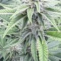 Cannabis plant with serrated leaves and white pistils in flowering stage