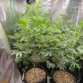 Indoor grow tent with several potted plants under artificial lighting