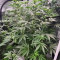 Indoor plants growing under artificial lighting in a cultivation setup
