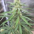 A tall green plant with serrated leaves growing in an indoor growing setup with reflective walls