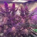 Indoor plants growing under purple LED grow lights in a cultivation facility
