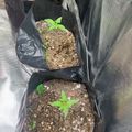 Young green plants growing in black plastic bags filled with soil, arranged inside what appears to be a grow tent with reflective walls