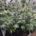 Indoor plants growing in fabric containers under grow lights in a cultivation tent