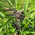 Cannabis plant with dark purple flowering buds and green serrated leaves growing outdoors